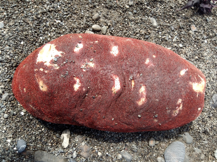 a gumboot chiton shell - an oblong shell with a lumpy porous texture